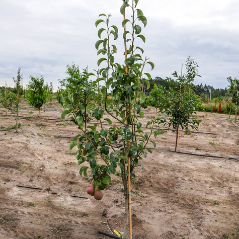 Grusza Xenia słodka zimowa odmiana