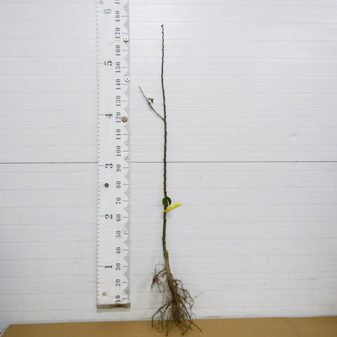 Morela Bergeval START PACK