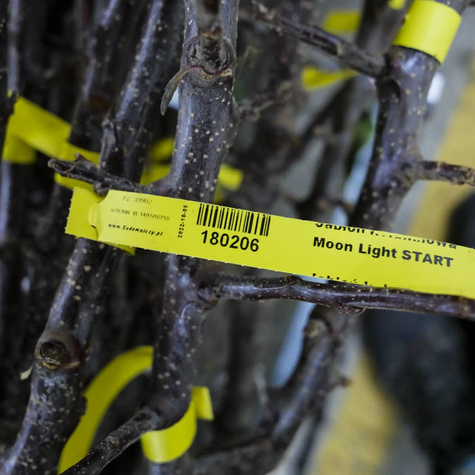 Jabłoń kolumnowa Moon Light START PACK