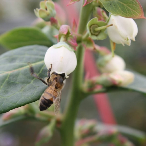 Borówka amerykańska BONUS wczesna w doniczce
