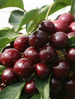 Czereśnia Regina w doniczce (C2)