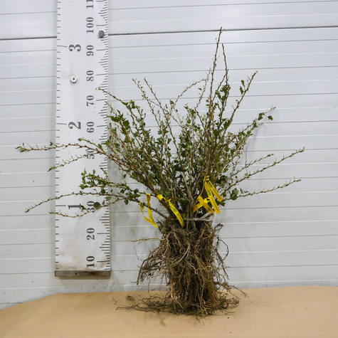 Agrest czerwony Revena w balocie