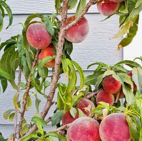 Brzoskwinia Elberta Start Pack