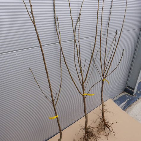 Wiśnia Sabina START PACK