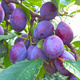  Śliwa Bluefree duże owoce Plant Pack 