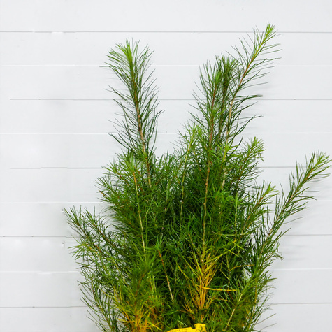 Modrzew europejski Plant Pack