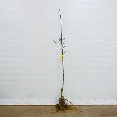 Jabłoń typu Red Loove czerwony miąższ START PACK