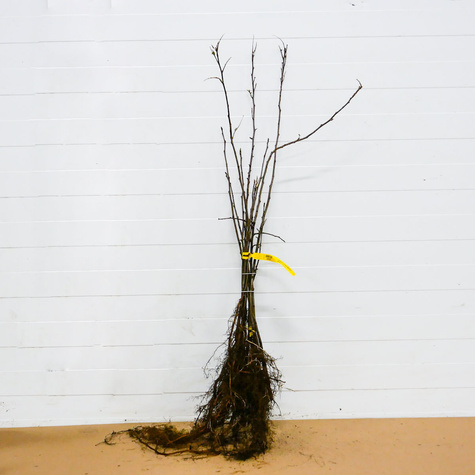 Jabłoń Dzika Płonka Plant Pack