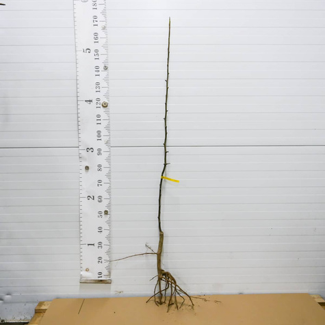 Grusza drobnoowocowa Chanticleer zapylacz START PACK