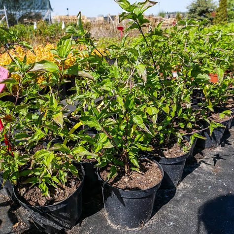 Dereń jadalny Golden Glory