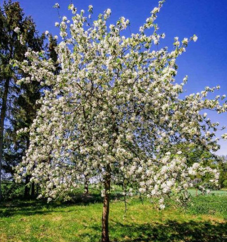 Czereśnia Oktawia Octavia