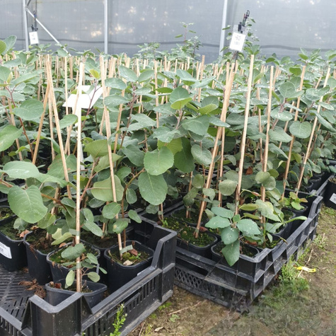 Świdośliwa olcholistna Sleyt najsłodsza doniczka C2