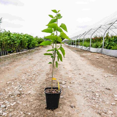 Morwa czerwona w doniczce