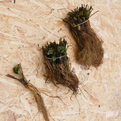 Truskawka Florence bardzo późna FRIGO