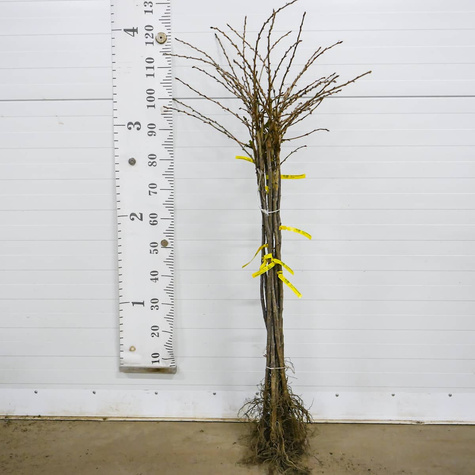 Agrest biały Hinnonmaki Gron na pniu balot