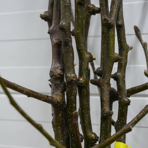 Grusza azjatycka Chojuro Mrozoodporna