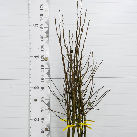 Grusza Kongresówka START PACK