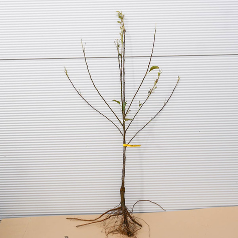 Jabłoń Novamac parchoodporny