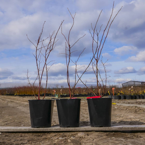 Borówka amerykańska BLUEGOLD