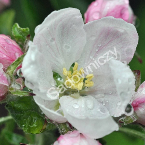 Jabłoń Alwa w doniczce (C2)