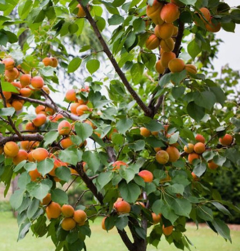 Morela Brabora START PACK