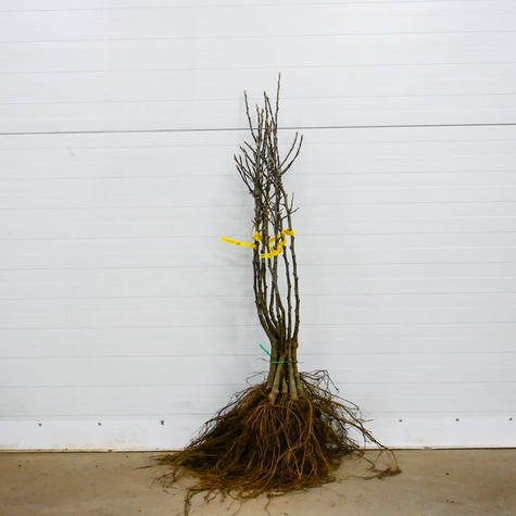 Jabłoń Grafsztynek Prawdziwy Grafsztynek Czerwony START PACK