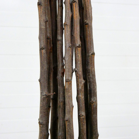 Śliwa Jerozolimka Brzoskwiniowa Renkloda Jerozolimka