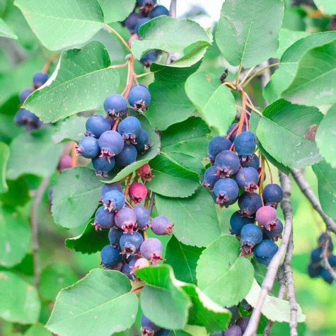 Świdośliwa olcholistna Sleyt najsłodsza doniczka C2