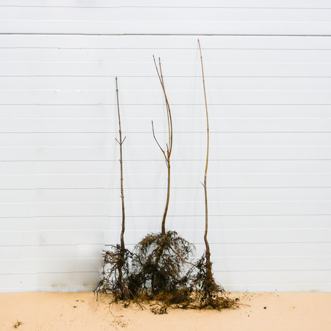 Czereśnia ptasia Trześnia Wiśnia dzika Plant Pack