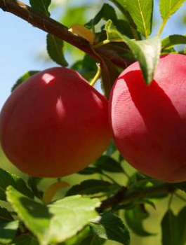 Śliwa japońska Gauota