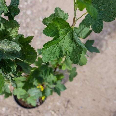 Porzeczka krwista (C2)