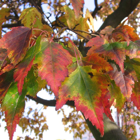 Klon tatarski Ginnala Ognisty Plant Pack