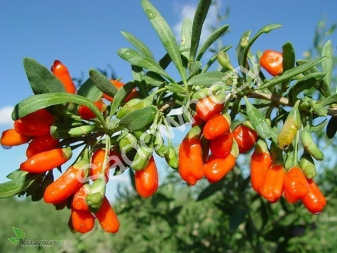 Jagoda Goji Kolcowój chiński sadzonki