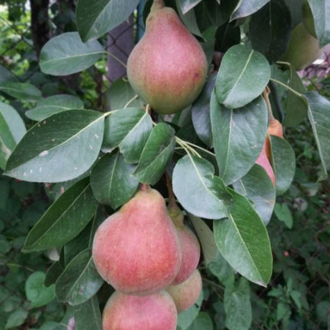 Grusza Red Bonkreta Williamsa Czerwona