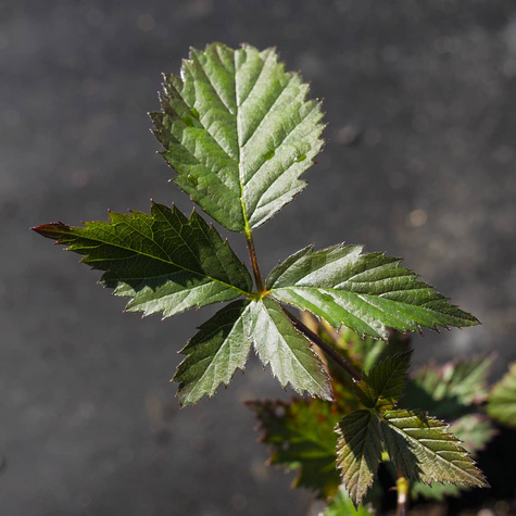 Jeżyna wielkoowocowa Loch Ness w doniczce