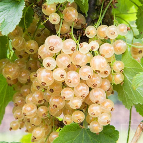 Malina jesienna Polana w doniczce