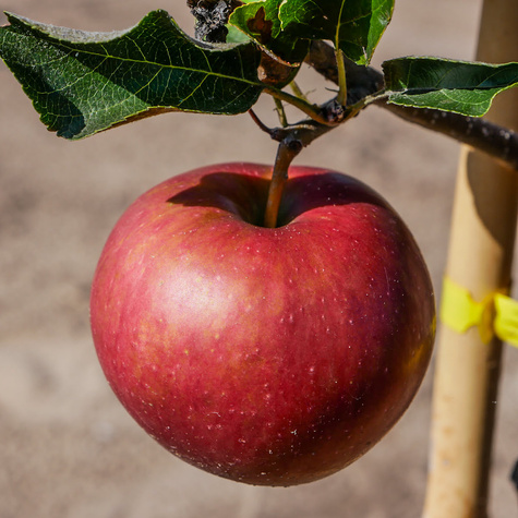Jabłoń Typu Elise Eliza