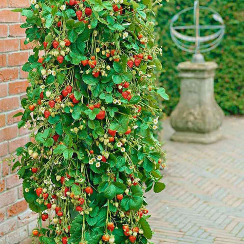 Truskawka San Andreas pnąca wisząca powtarzająca FRIGO