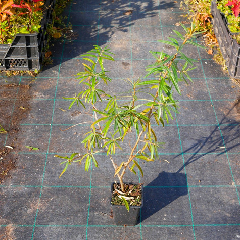 Rokitnik pospolity Hikul męski