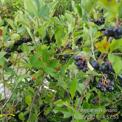 Aronia czarnoowocowa Galicjanka w doniczce
