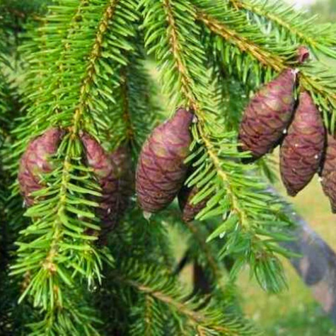 Świerk serbski Plant Pack