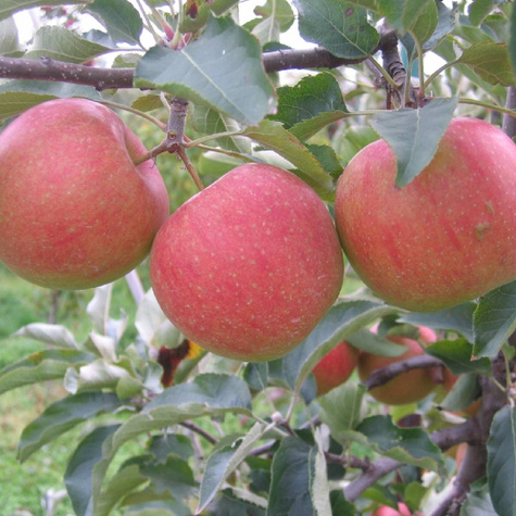 Jabłoń Szampion w doniczce