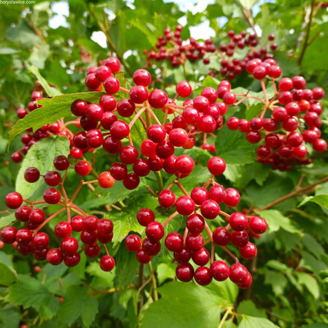 Żywopłot Dla Ptaków Zestaw Plant Pack