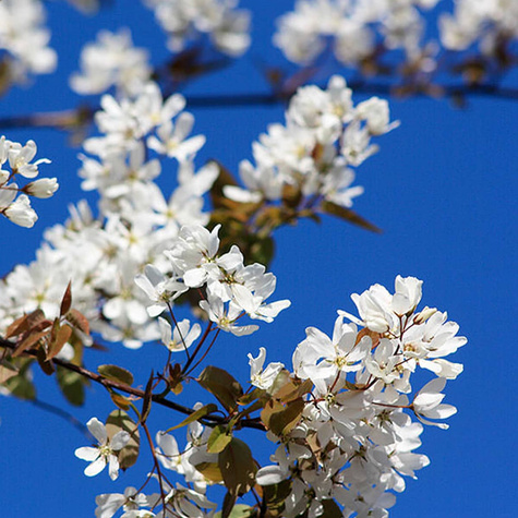Świdośliwa gładka Ballerina