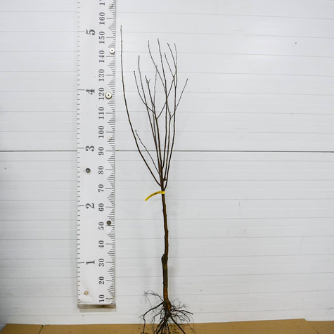 Śliwowiśnia START PACK