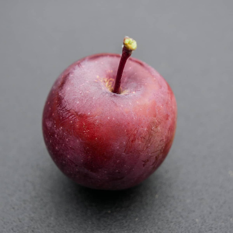 Jabłoń kolumnowa Maypole Balerina START PACK