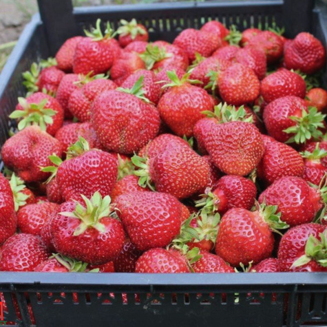 Truskawka Florence bardzo późna FRIGO