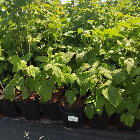 Malina Benefis w doniczce