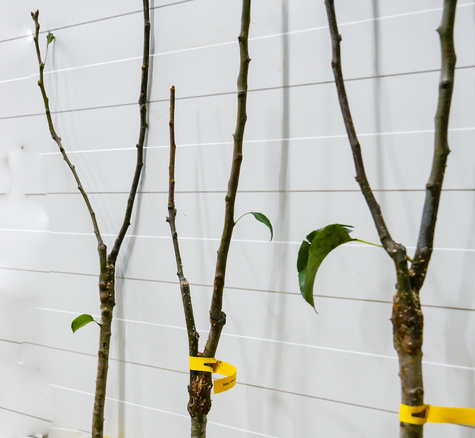 Duo Jabłoń Antonówka + Koksa pomarańczowa Plant Pack