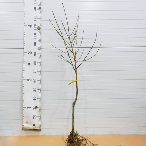 Brzoskwinia Flamingo START PACK